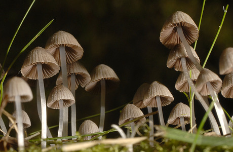 Gesäter Tintling (Coprinellus disseminatus) - © Heinz Prelicz Gesäter Tintling (Coprinellus disseminatus) - © Heinz Prelicz